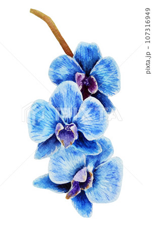Blue watercolor orchid flower 107316949