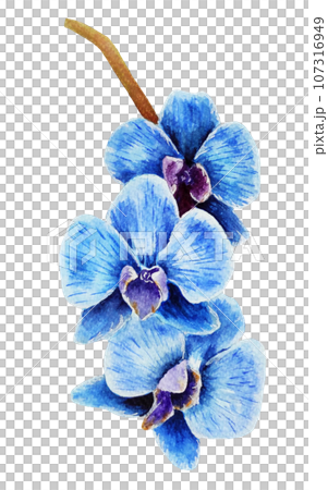 Blue watercolor orchid flower 107316949
