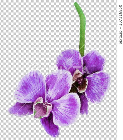 Watercolor purple orchid flower 107316950