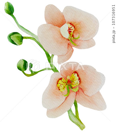 Watercolor orchid flower 107316951