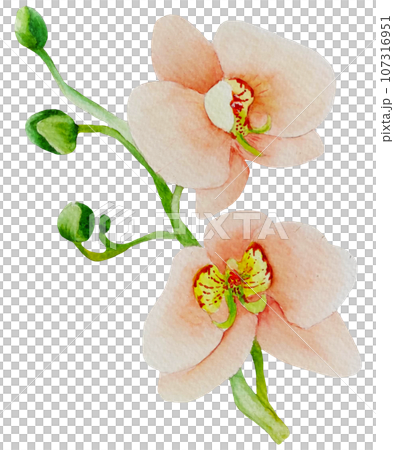 Watercolor orchid flower Watercolor orchid flower 107316951