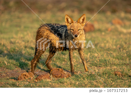 Muddy black-backed jackal stands staring at camera Muddy black-backed jackal stands staring at camera 107317253