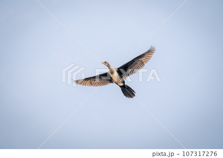 Reed cormorant soars through perfect blue sky 107317276