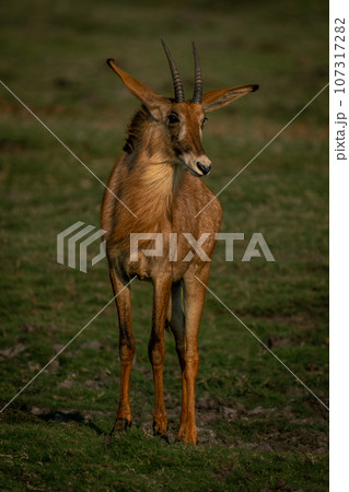 Roan antelope with catchlight stands on grass Roan antelope with catchlight stands on grass 107317282