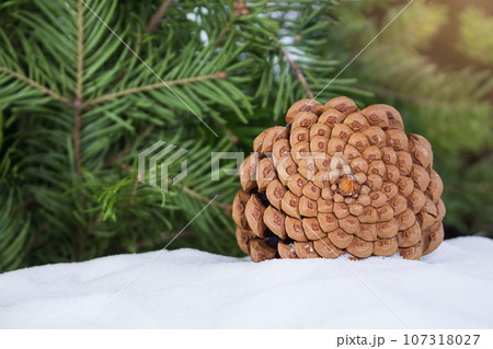 Brown pine cone on snow with pine and spruce branches. Snowy winter holiday celebration card, defocused blurred background. Copy space Brown pine cone on snow with pine and spruce branches. Snowy winter holiday celebration card, defocused blurred background. Copy space 107318027