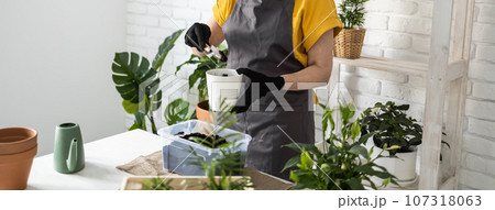 Spring houseplant care banner, repotting houseplants. Waking up indoor plants for spring. Middle aged woman is transplanting plant into new pot at home. Gardener transplant plant Spathiphyllum Spring houseplant care banner, repotting houseplants. Waking up indoor plants for spring. Middle aged woman is transplanting plant into new pot at home. Gardener transplant plant Spathiphyllum 107318063