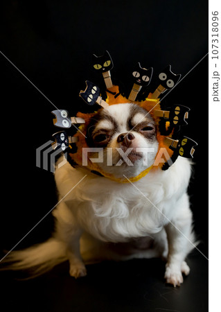 Adorable chihuahua dog wearing a Halloween witch hat and holding a pumpkin on dark background. 107318096