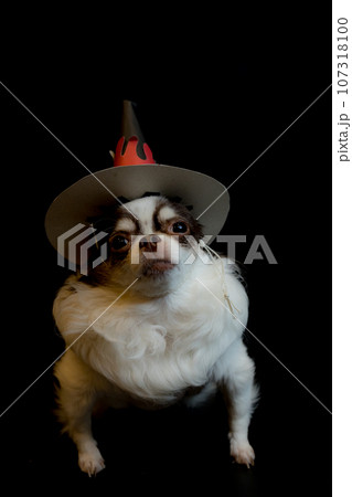 Adorable chihuahua dog wearing a Halloween witch hat and holding a pumpkin on dark background. Adorable chihuahua dog wearing a Halloween witch hat and holding a pumpkin on dark background. 107318100