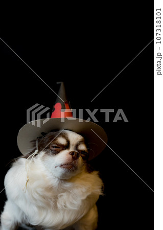 Adorable chihuahua dog wearing a Halloween witch hat and holding a pumpkin on dark background. Adorable chihuahua dog wearing a Halloween witch hat and holding a pumpkin on dark background. 107318101
