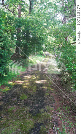 山中へ続く山道(静岡県伊豆市) 山中へ続く山道(静岡県伊豆市) 107318377