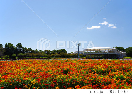 秋のなばなの里「キバナコスモス」 秋のなばなの里「キバナコスモス」 107319462