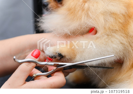Grooming dogs Spitz Pomeranian in the cabin. 107319518