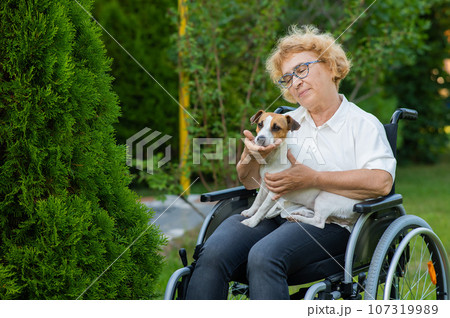 Elderly caucasian woman hugging a jack russell terrier dog while sitting in a wheelchair on a walk outdoors. Elderly caucasian woman hugging a jack russell terrier dog while sitting in a wheelchair on a walk outdoors. 107319989