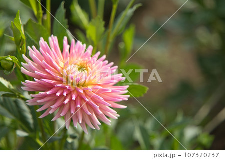 ピンク系小菊 秋咲き コギク ピンク 白 苗 3株 ＊ 小菊 多年草 多肉植物