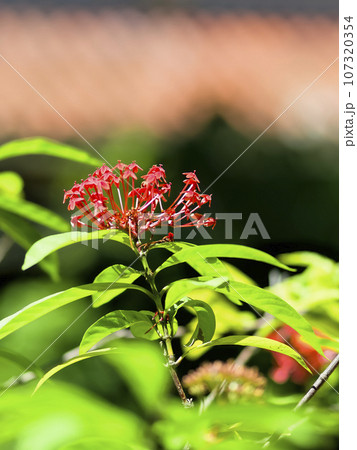 寺院の境内に咲くサンタンカ 寺院の境内に咲くサンタンカ 107320354