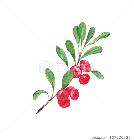 Cowberry, lingonberry branch with green leaves and red berries. Watercolor hand painted illustration isolated on white background. Vintage stile. Good for cards, prints, stickers, decoration. 107320385