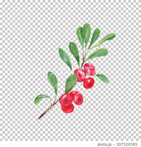 Cowberry, lingonberry branch with green leaves and red berries. Watercolor hand painted illustration isolated on white background. Vintage stile. Good for cards, prints, stickers, decoration. Cowberry, lingonberry branch with green leaves and red berries. Watercolor hand painted illustration isolated on white background. Vintage stile. Good for cards, prints, stickers, decoration. 107320385