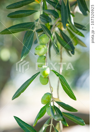 olives on a tree close up 107320925