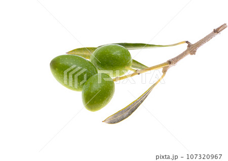 branch with green olives isolated 107320967