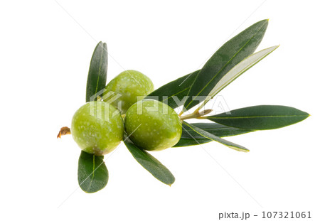 branch with green olives isolated 107321061
