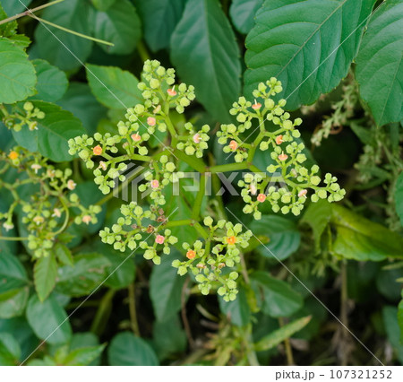 ヤブガラシ 107321252