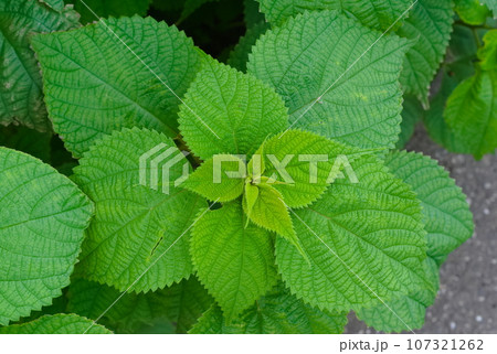 葉っぱ 107321262