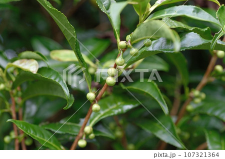 チャのつぼみ チャのつぼみ 107321364