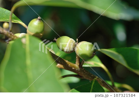 アラカシの実 アラカシの実 107321584