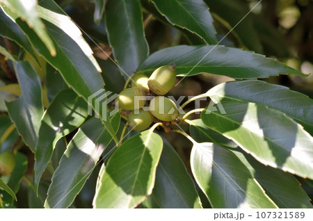 アラカシの実 107321589