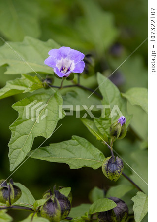 クロホオズキ クロホオズキ 107322107