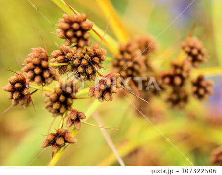 9月に実った茶色くてかわいいマツカサススキ 9月に実った茶色くてかわいいマツカサススキ 107322506