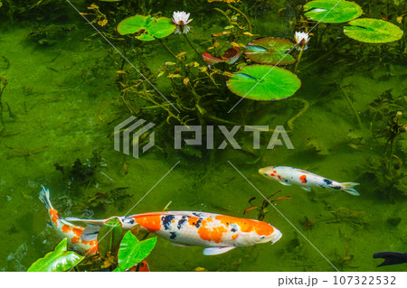 モネの池（岐阜県、9月） 107322532