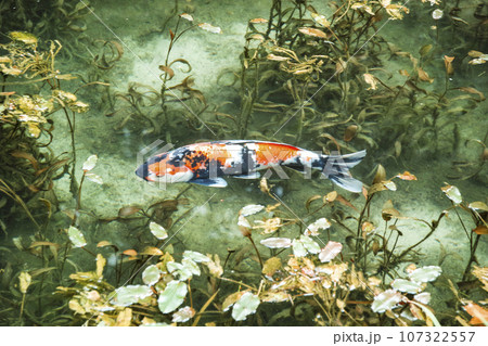 モネの池(岐阜県、9月) モネの池(岐阜県、9月) 107322557