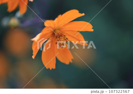 コスモス　0146 107322567