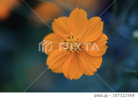 コスモス　0148 107322569