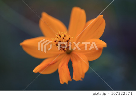 コスモス　0150 107322571