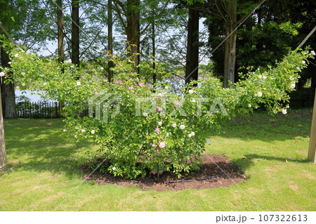 バラの花　サマースノー 107322613