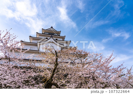 福島県会津若松市 桜咲く春の会津若松城の天守閣と石垣 福島県会津若松市 桜咲く春の会津若松城の天守閣と石垣 107322664