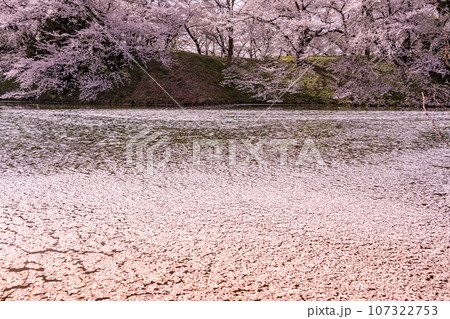 山形県霞城公園内の山形城址のお堀の桜と花筏 107322753