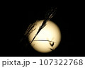 中秋の名月とススキ 107322768