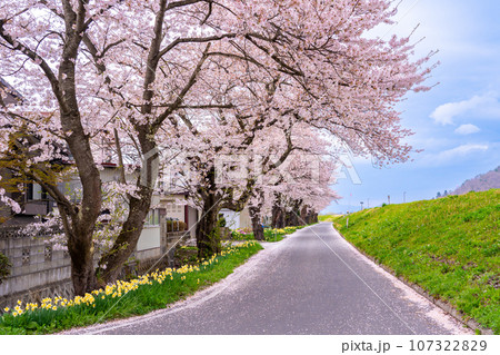 山形県長井市の置賜さくら回廊の最上川千本桜のある堤防と道路 山形県長井市の置賜さくら回廊の最上川千本桜のある堤防と道路 107322829