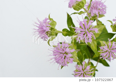 ピンク色のモナルダの花 ピンク色のモナルダの花 107322867