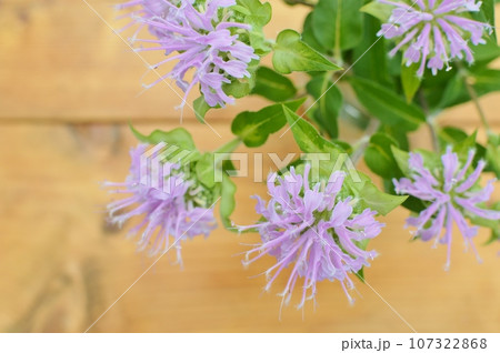 ピンク色のモナルダの花 ピンク色のモナルダの花 107322868