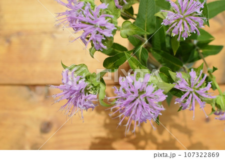 ピンク色のモナルダの花 107322869