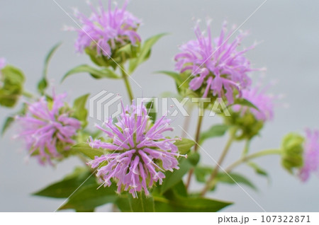 ピンク色のモナルダの花 ピンク色のモナルダの花 107322871