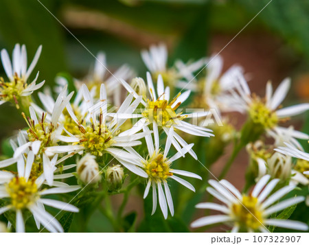 北海道稚内市沖の日本海にある礼文島の礼文岳に登るトレッキングコースに咲く野菊の一種のエゾゴマナの花 107322907