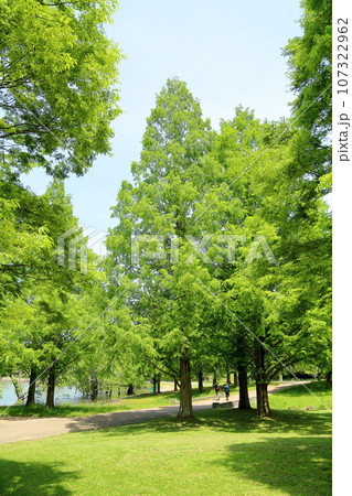 初夏の公園 メタセコイア新緑 初夏の公園 メタセコイア新緑 107322962