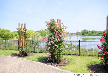 バラの花 スパニッシュビューティ バラの花 スパニッシュビューティ 107322968