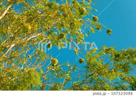 beautiful flora and fauna of the African savannah 107323098