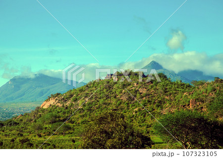 beautiful flora and fauna of the African savannah beautiful flora and fauna of the African savannah 107323105